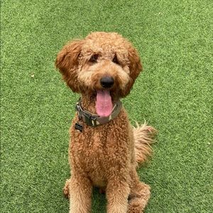 Meet your Posher, Joshua